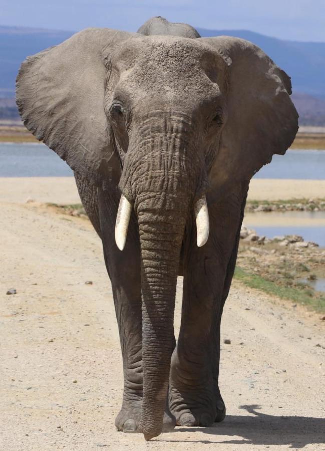 Amboseli Redhouse Leilighet Eksteriør bilde